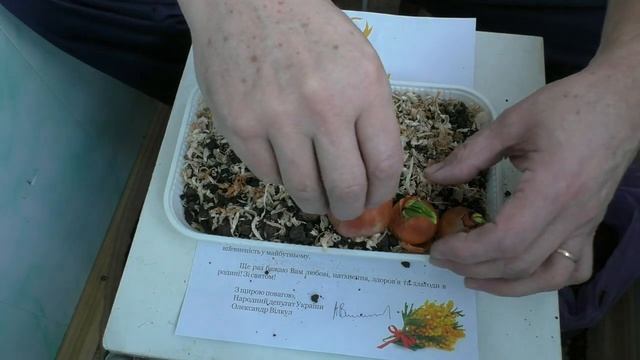 Сажаем лук репчатый на зелень в домашних условиях. SMart1961 смотреть онлайн