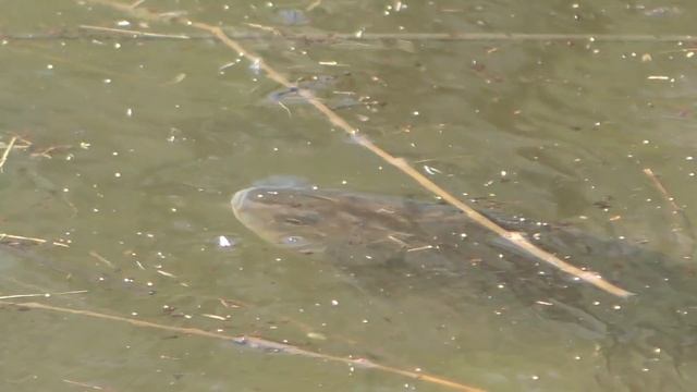 ТОЛЬКО КИНУЛ- ПОПЛАВОК ПОВЕЛО,ЭТО КРУПНАЯ ПЛОТВА И КАРАСЬ!Рыбалка 2020. смотреть онлайн