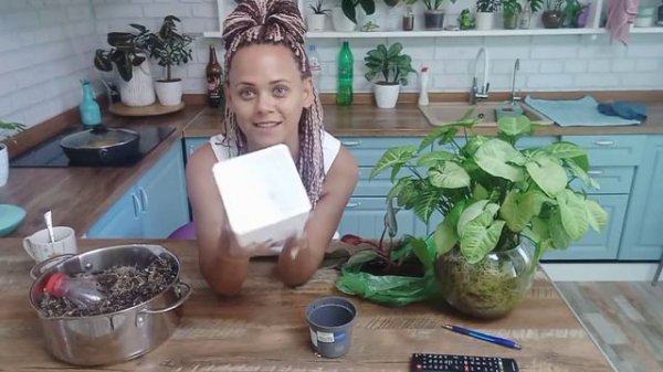 Моя давняя мечта😂 ФИЛОДЕНДРОН Pink Princess #обзоррастений #филодендрон #pinkprincess #домашниецвет