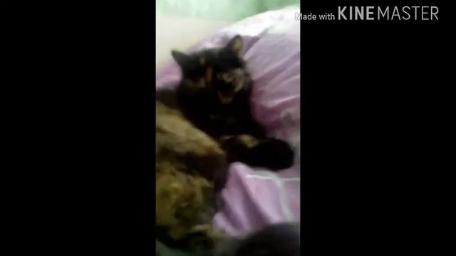 Мои любимые животные -😍😅😅 смотреть онлайн