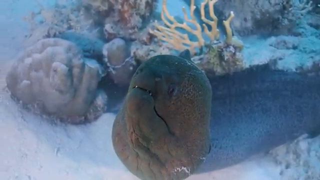 The Ocean 4K - Amazing Ocean Life | Scenic Wildlife Film With Calming Music