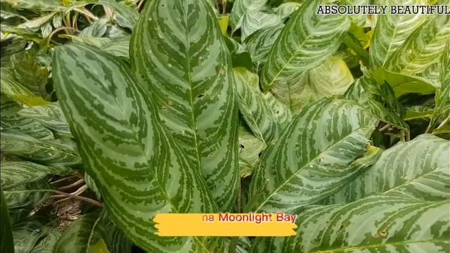 BEAUTIFUL CHINESE EVERGREEN(AGLAONEMA)|Absolutely beautiful смотреть онлайн
