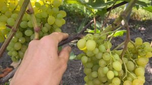 Виноград Бесподобный в Беларуси (08.09.22)