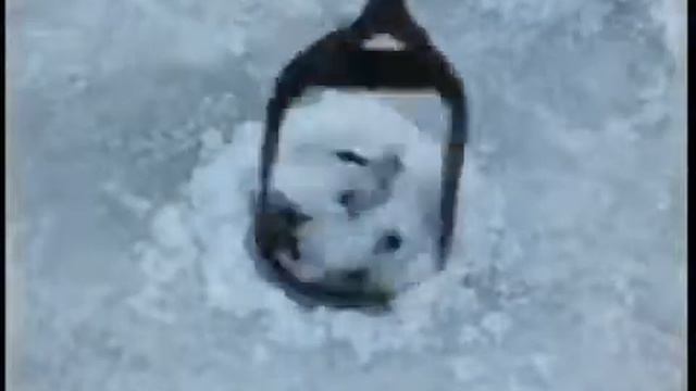 Здесь рыбы нет смотреть онлайн