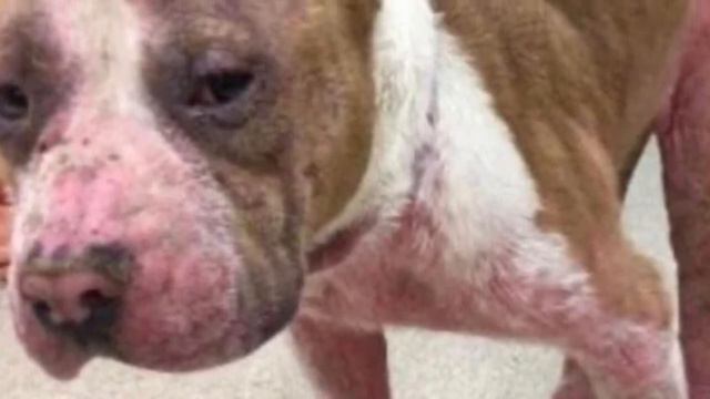 People were STUNNED when they saw this dog on the road.. смотреть онлайн