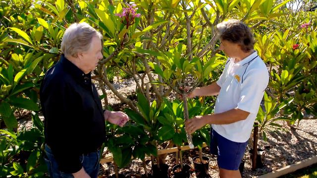 All about Frangipani | GARDEN | Great Home Ideas смотреть онлайн