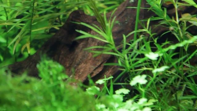 Аквариум смотреть онлайн