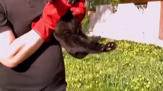 В Алматинской зоопарке родился котенок ягуара смотреть онлайн