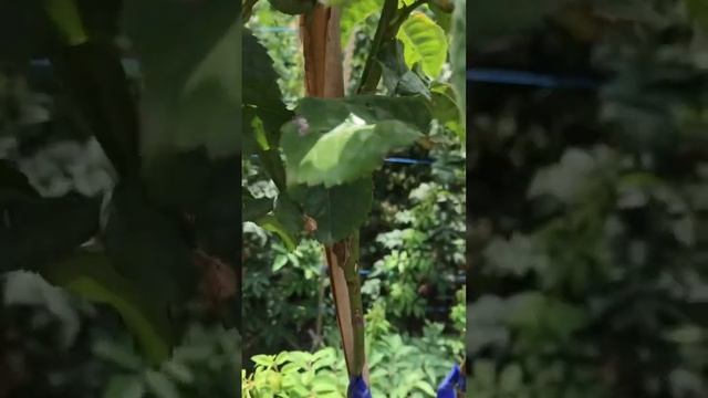 Розы Артема!Штамбовая роза Вувузела!#штамбовыерозы #розы #роза #саженцыроз смотреть онлайн