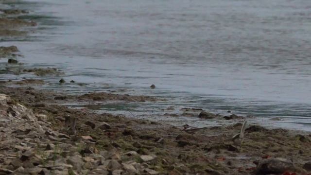 Камчатская трясогузка (Motacilla lugens) - Black-backed Wagtail | Film Studio Aves смотреть онлайн