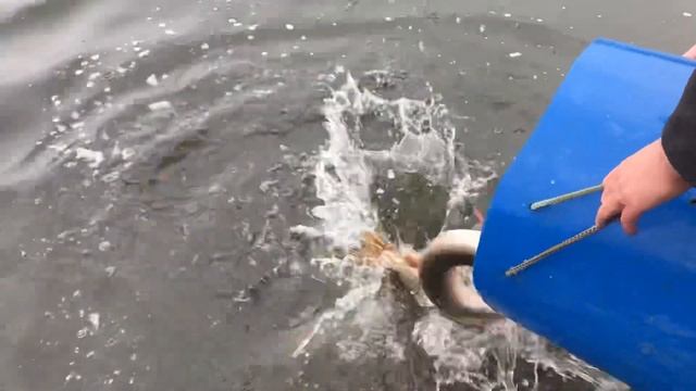 Зарыбление щукой 9-й водоем. РК Фишка Петряиха смотреть онлайн