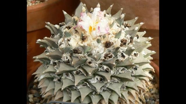 Ариокарпус притупленный - кактус из рода Ариокарпус (Ariocarpus retusus) смотреть онлайн