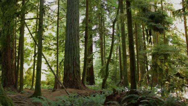 "Можно ли стать ёлочкой?" ? смотреть онлайн