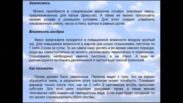 Бонсай Фикус микрокарпа смотреть онлайн