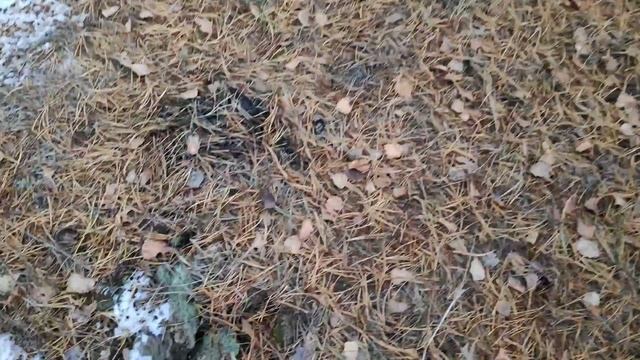 Много железа От таких находок даже зубы трещали смотреть онлайн