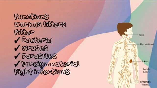 LYMPH NODES | OVERVIEW | Malayalam | Bio Ocean by Sheethal Maria смотреть онлайн