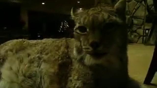 Harry the Lynx Looking at Camera смотреть онлайн