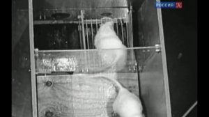 Джон Уотсон основатель бихевиоризма