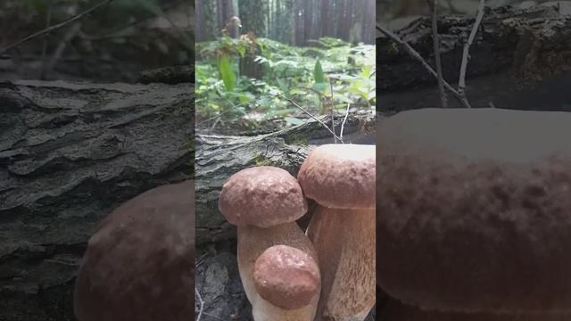 Белые грибы 2022 года. смотреть онлайн