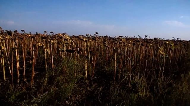 САМВЕЛ АДАМЯН ПОЗАВИДОВАЛ ЮЛЬКЕ. В КАКУЮ СТОМАТОЛОГИЮ ЕЗДИЛ смотреть онлайн