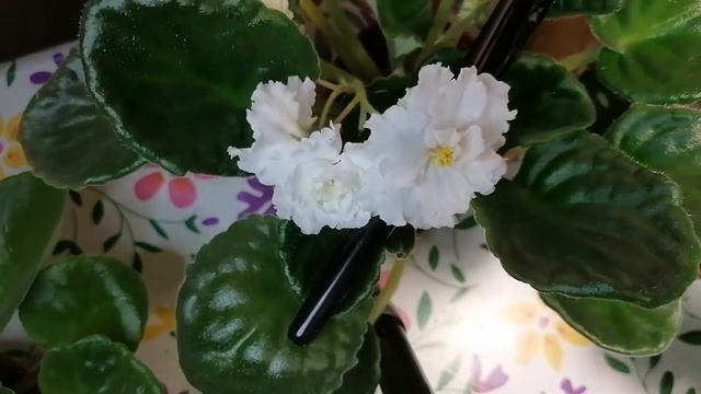 Сортовая фиалка ЛЕ-Золотая Роза смотреть онлайн