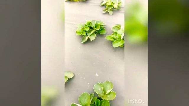 Растениям 2 месяца! смотреть онлайн