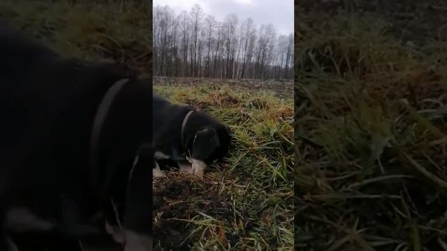 ТАКСА БАКСИК И ТУЗИК СТАВЬТЕ ЛАИК СПАСИБО ❤️❤️❤️ смотреть онлайн