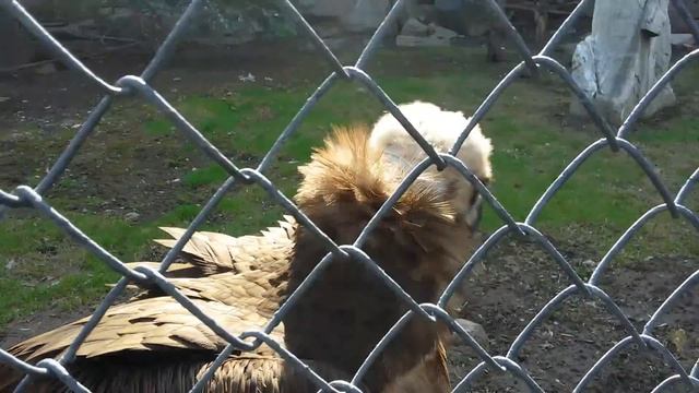 Черный гриф (Aegypius Monachus). Московский зоопарк (Moscow Zoo).