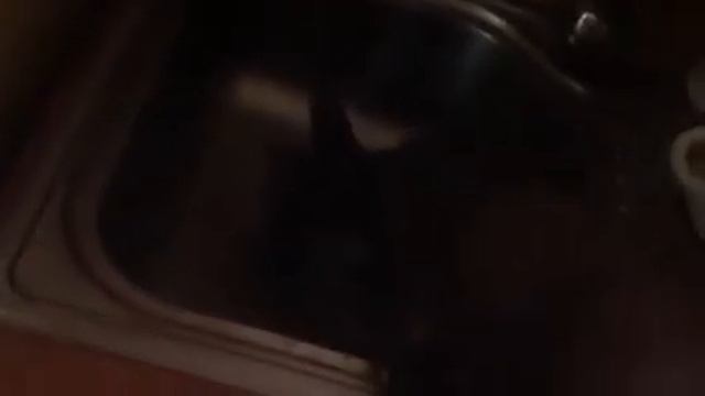 Канадский сфинкс-2 смотреть онлайн