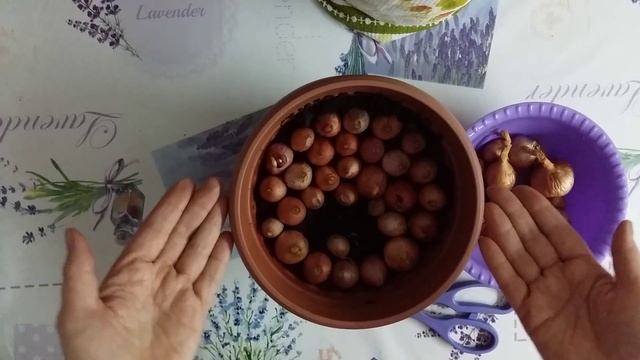 Лук шалот(семейный) на зелень в горшочках. смотреть онлайн