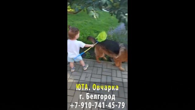 Пропала собака! ЮТА. Овчарка. г. Белгород смотреть онлайн