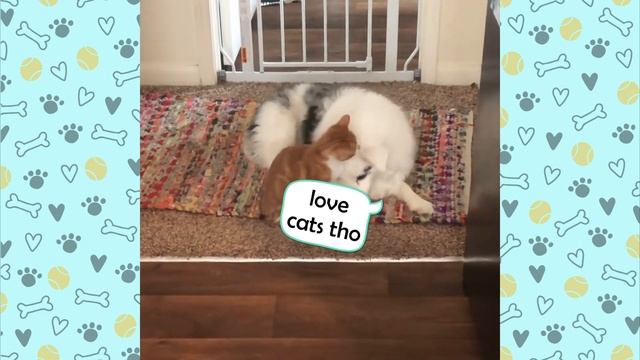 Blind and Deaf Doesn’t Know He’s Different | Cuddle Dogs смотреть онлайн