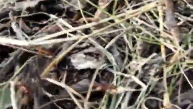 Мурабунда и Волчья ягода. смотреть онлайн