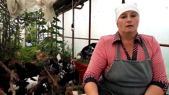 Почему летом у кур тонкая скорлупа. Как решить эту проблему. смотреть онлайн