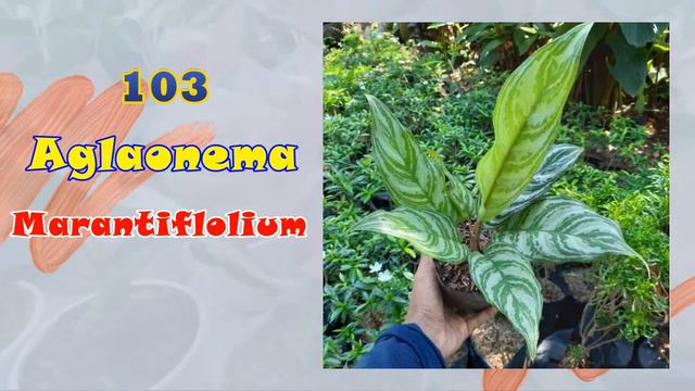 200 JENIS AGLAONEMA Part 2 смотреть онлайн