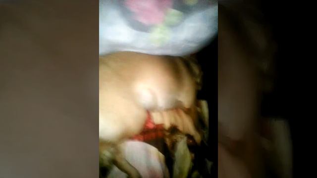 Кому нужны щенки через 2 месяца ( как спят собаки) смотреть онлайн