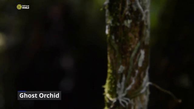 Top 10 RARE PLANTS You've Never Seen смотреть онлайн