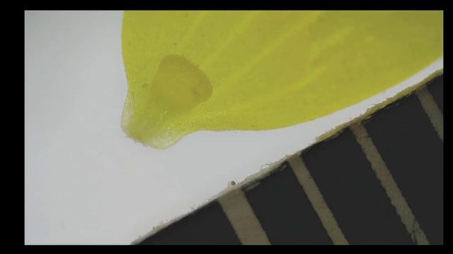 Ranunculaceae - plant ID #1 смотреть онлайн