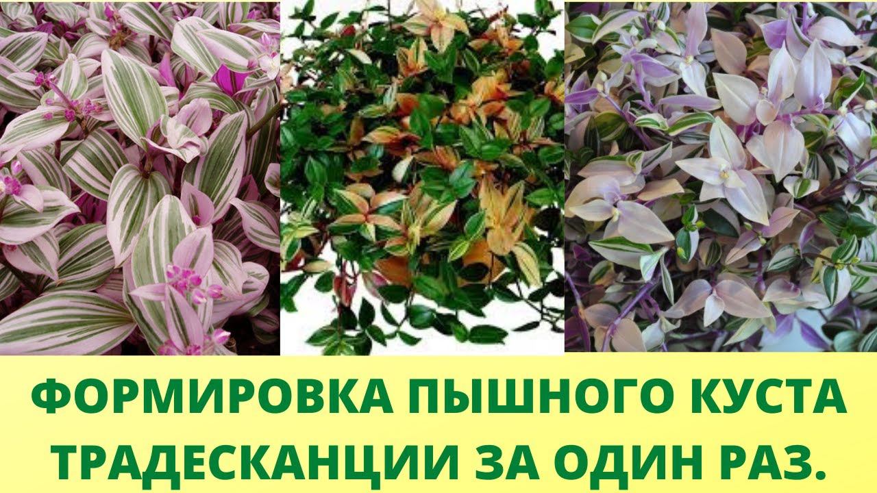 Как сделать шикарный пышный куст традесканции за 5 минут. Черенкование традесканции с секретиком. смотреть онлайн