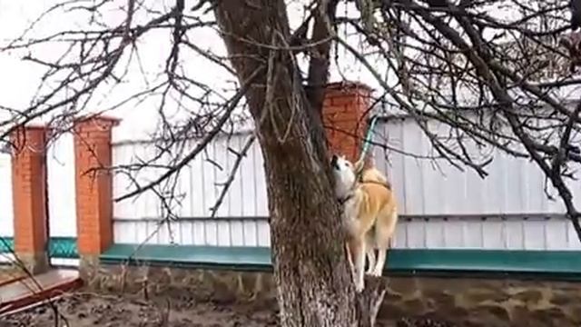 РАБОТА МОЛОДОЙ ЛАЙКИ ПО 