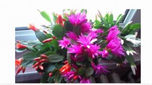 Рипсалидопсис: выращивание популярного лесного кактуса.