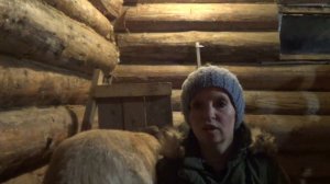 КАК Я РАЗДОИЛА ПЕРВОКОТКУ//СКОЛЬКО ДАЕТ КОЗА НА ПЕРВОМ ОКОТЕ//КАК РАЗДОИТЬ КОЗУ НА ПЕРВОМ ОКОТЕ/ОКО