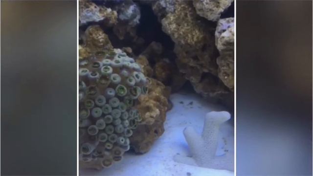 Морской аквариум. Начало смотреть онлайн