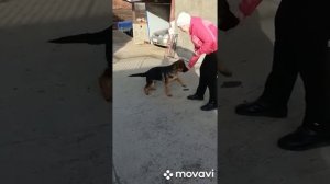 Щенок немецкой овчарки  4 месяца