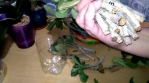 УКОРЕНЯЮ черенки АДЕНИУМОВ - эксперимент !!! #адениум #adenium #укоренение