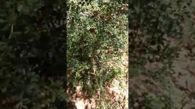 Berberis aristata,Indian Barberry [Supplier & Exporter] смотреть онлайн