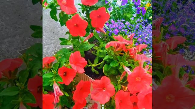 Аромат цветов!#тамараушакова смотреть онлайн