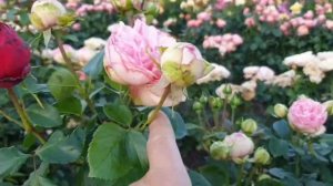 Пионовидная роза Брайдл Пиано