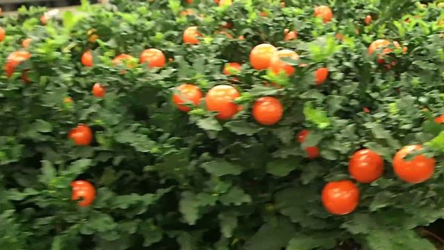 Solanum pseudocapsicum смотреть онлайн