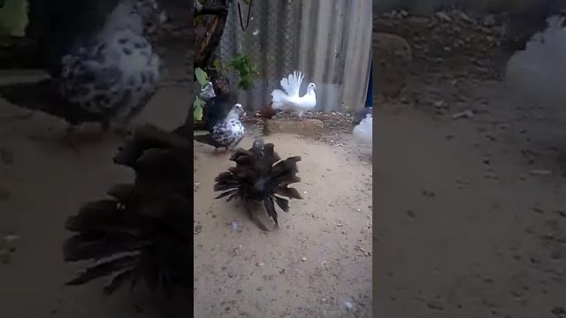 Голуби породы "Павлин" смотреть онлайн